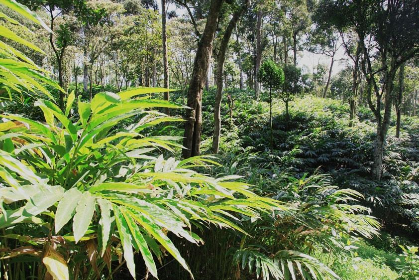 Thekkady