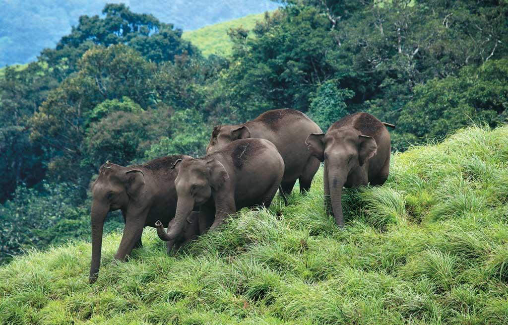 Thekkady